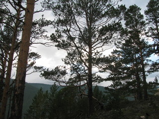 Baikal pines