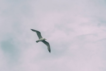 Seagull flying against a cloudy sky background