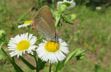 Beautiful polyommatus butterfly on daisy flowers in the meadow, closeup