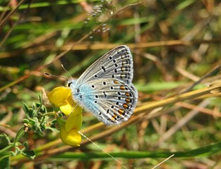  Polyommatus butterfly on lotus corniculatus flower in the meadow, closeup 