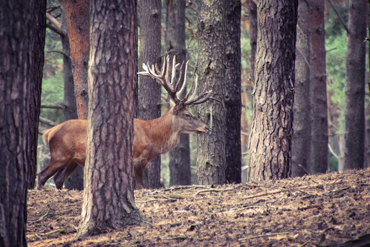 Rothirsche in der Natur im Wald