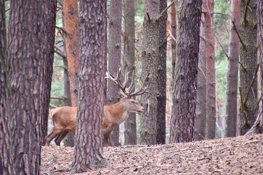 Rothirsche in der Natur im Wald