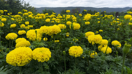 Lots of flowers Marigold fields sky cloud on background, panorama view, Copy Space.