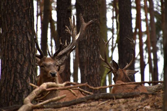 Rothirsche in der Natur im Wald