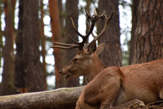 Rothirsche in der Natur im Wald