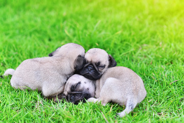 Cute puppies Pug sleeping together in green lawn after eat feed
