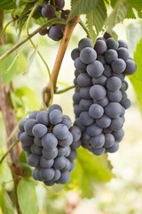 Grapes of blue grapes on the branches in the home garden. Gardening and winemaking concept