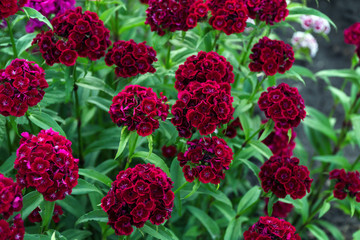 Turkish carnation maroon on a natural background. Dianthus barbatus. Selective focus