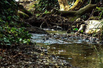 Forest River