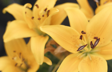 closeup of lily