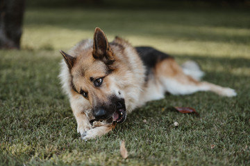 German shepherd
