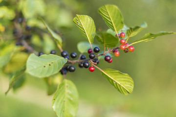 Berries of alder buckthorn (Frangula alnus). Branches of Frangula alnus with black and red berries. Fruits of Frangula alnus