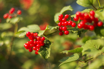 Red ripe berries of guelder rose among green leaf. fruits of guelder rose, Viburnum opulus,