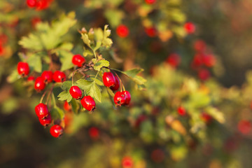 Obraz premium Red wild hawthorn (Crataegus) fruits on the branch. Selective focus.