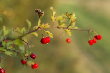 Red wild hawthorn (Crataegus) fruits on the branch. Selective focus.