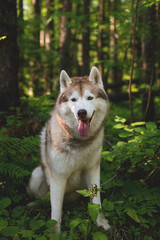 Portrait of gorgeous dog breed siberian husky sitting in the green mysterious forest at sunset