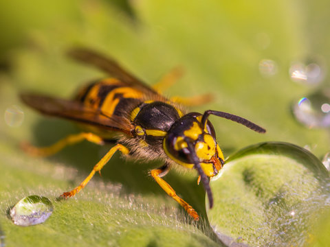  wesp 226 adobe stock