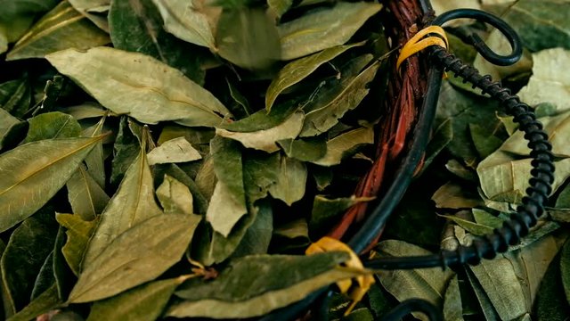 sorting dried coca leafs in a small woven basket