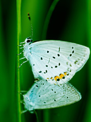 Obraz premium Bläuling