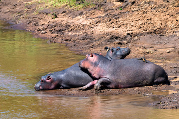 Close hippo or Hippopotamus amphibius in water