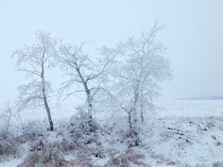 Fototapeta na wymiar Frosted trees that are hibernating in winter