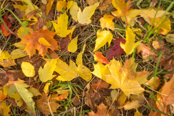 Colorful autumn bright leaves background