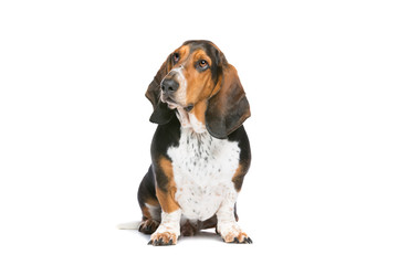 basset hound sitting in front of a white background - obrazy, fototapety, plakaty