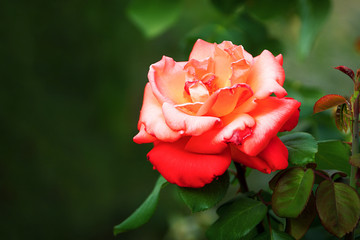 Big red rose on green dark blurred background. Nature outdoor macro autumn photo