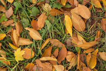 Fallen dry yellow autumn leaves in grass background