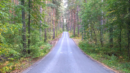 Fototapeta premium Pine forest road