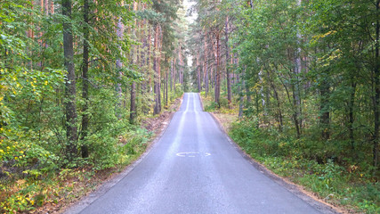 Pine forest road
