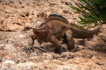 Portrait of Rhinoceros iguana. Cyclura cornuta. Dominican Republic
