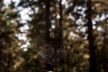 Spider web with spider