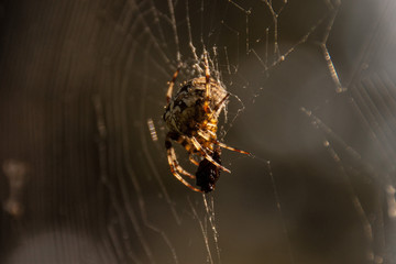Spider eating fly caught in the web