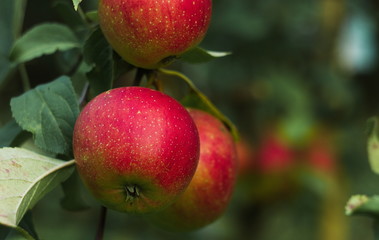 Group of apples 