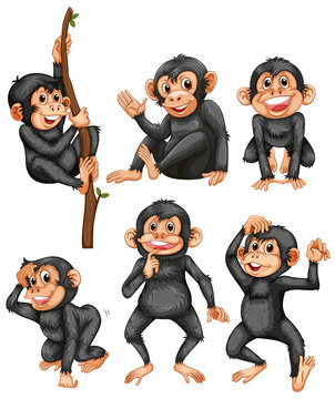 A set of ape on white background