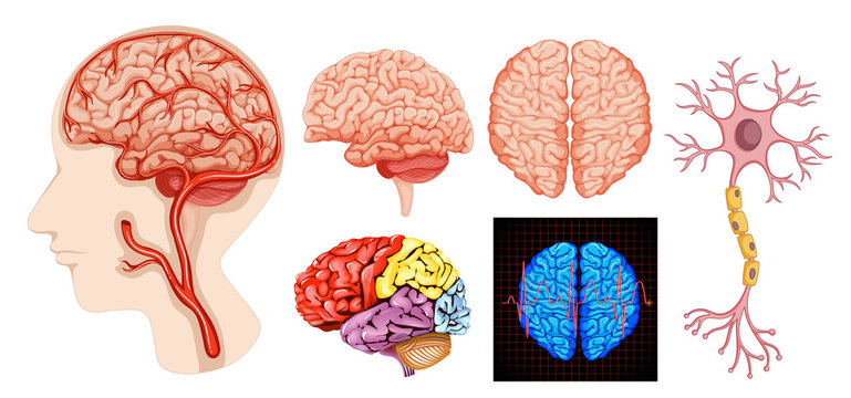 Human brain anatomy technical medical