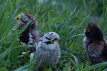 ornamental hens beautiful colour