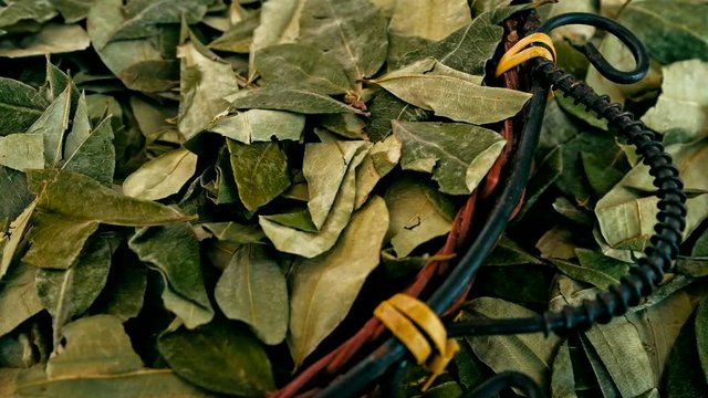 sorting dried coca leafs in a small woven basket