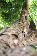 Upside down tree