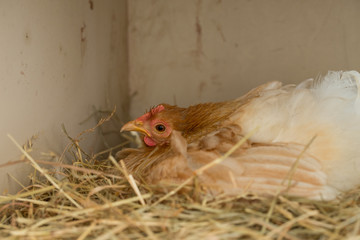 ornamental hens hatching eggs