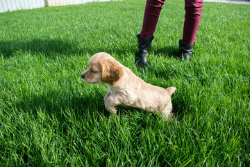 Puppy cocker spaniel jumping on a green lawn