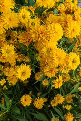 Goldquelle Coneflower, Tall late summer perennial herb with deeply cut leaves and bright yellow double flower heads on sturdy stems.