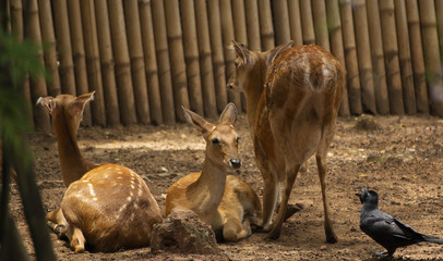 spotted deers or axis deer and Family Relax in the garden zoo