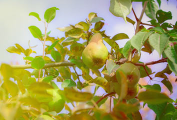 Organic pears in the garden
