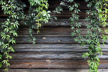 Fototapeta na wymiar creeper plant on rustic wooden wall with copy space