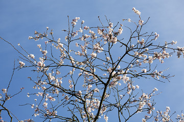 Blossoming white Cherry tree (Prunus sp.) on blue sky