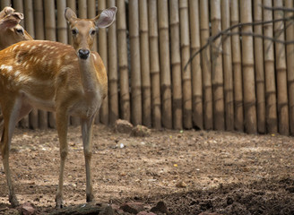 spotted deers or axis deer and Family Relax in the garden zoo,Axis,Wildlife