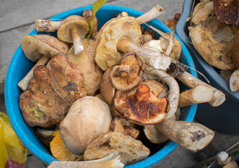 Many mushrooms collected in bucket