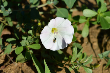 Obraz na płótnie Canvas Close-up of a White Morning Glory Flower, Ipomoea, Nature, Macro